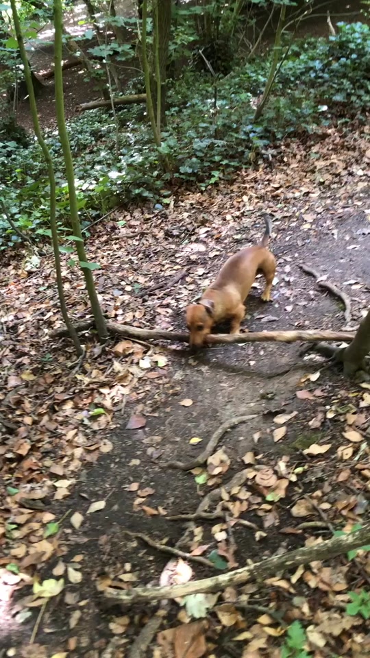 tiklocker_Escape room forest edition 🌿🌳 #kingofthesticks #boscoandhisbigstick #....mp4