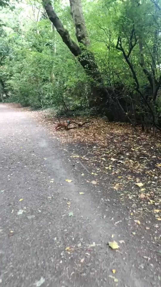 tiklocker_BEAST MODE ACTIVATED 🔥 #dogsoftiktok #boscoandhisbigstick #viral #ifo....mp4