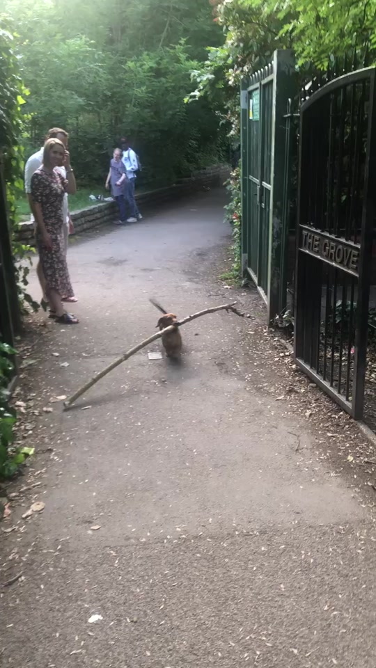 tiklocker_Proudest doggo in the world ☺️#littledogbigstick #dogmeme #dogsoftikt....mp4