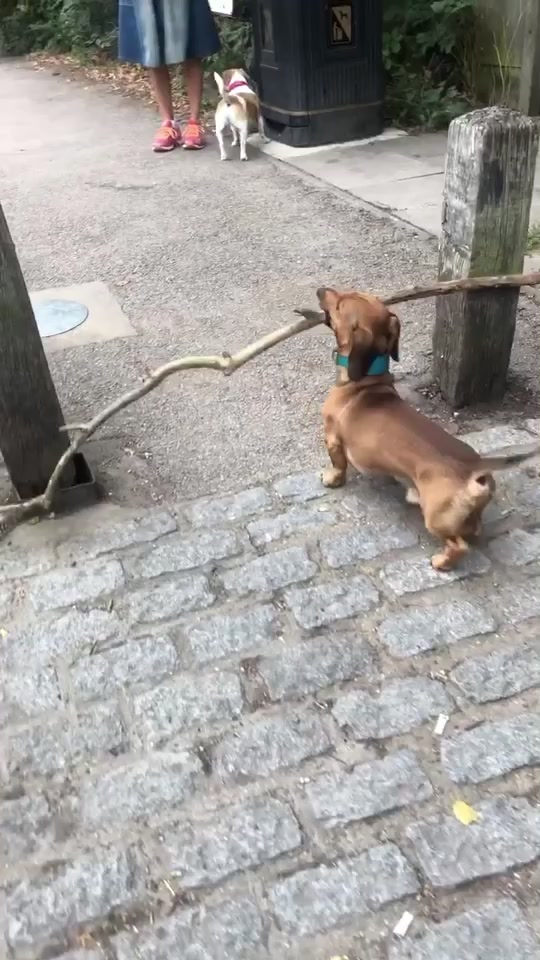 tiklocker_I’ve got this!! 💪 #boscoandhisbigstick #dogsoftiktok #sausagedog #dac....mp4
