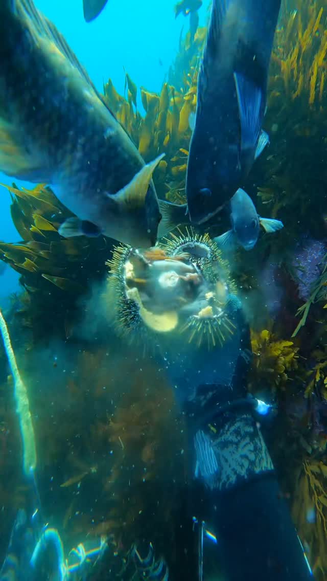 tiklocker_Video by corokinaboys.mp4