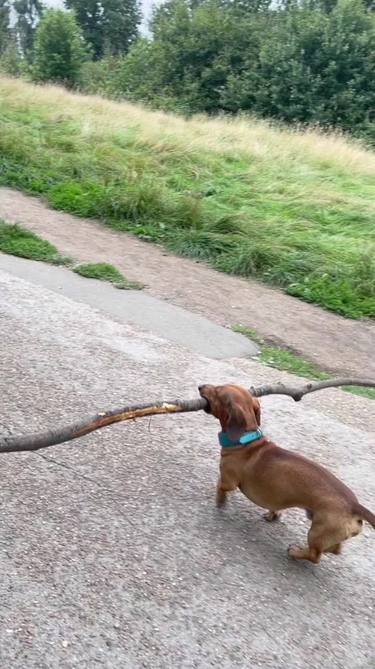 tiklocker_Giggles are my fuel 🤸‍♀️#boscosticks #boscoandhisbigstick #dogvideo.mp4