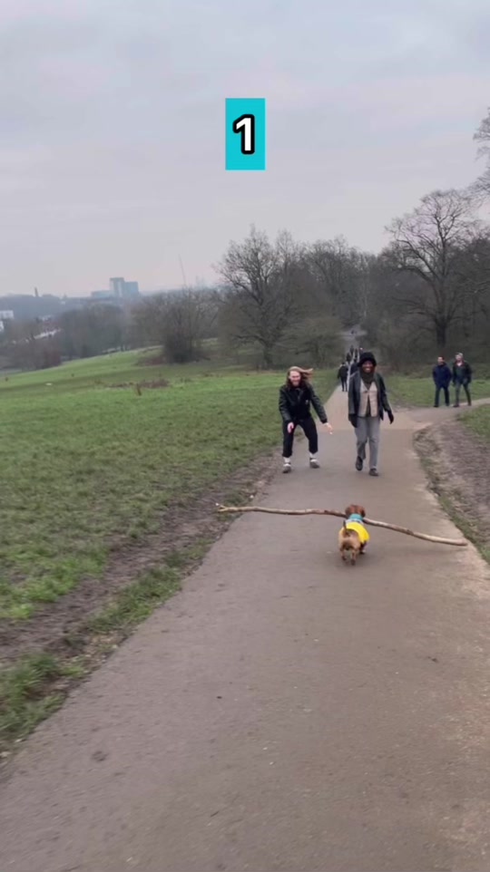 tiklocker_Next time I want to see you Limbo 👏 #jump #boscoandhisbigstick #dogso....mp4