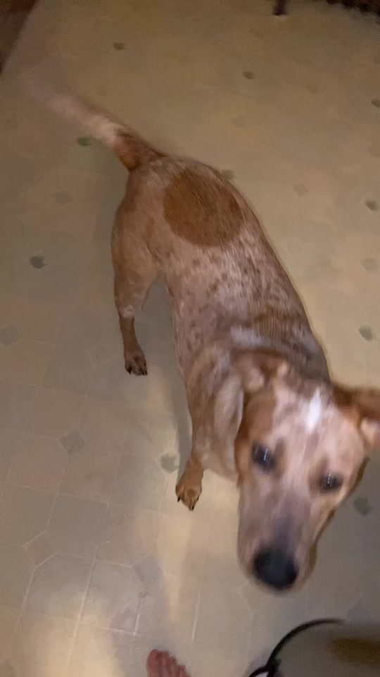 tiklocker_She missed me.mp4